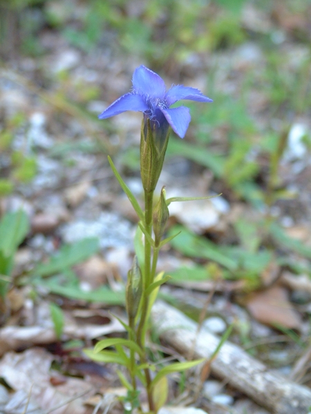 Gentianopsis ciliata / Genziana sfrangiata